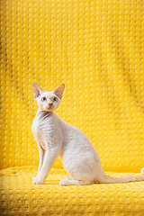 Image showing White Devon Rex Kitten Kitty. Short-haired Blue-eyed Cat Of English Breed On Yellow Plaid Background. Shorthair Pet Cat