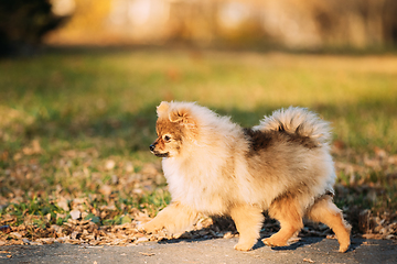 Image showing Funny Young Red Puppy Pomeranian Spitz Puppy Dog Happy Walking Outdoor In Autumn Park Lane.