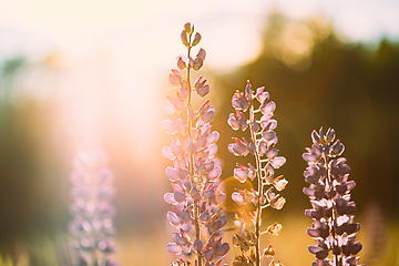 Image showing Wild Flowers Lupine In Summer Meadow At Sunset Sunrise. Lupinus, Commonly Known As Lupin Or Lupine, Is A Genus Of Flowering Plants In Legume Family, Fabaceae