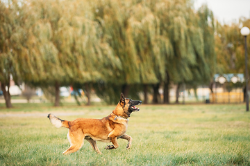 Image showing Malinois Dog Play Jumping Running Outdoor In Park. Belgian Sheepdog Are Active, Intelligent, Friendly, Protective, Alert And Hard-working. Belgium, Chien De Berger Belge Dog