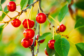 Image showing Red Ripe Cherry Berries Prunus subg. Cerasus on tree In Summer Fruits Garden