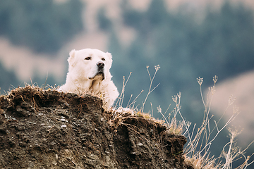 Image showing Central Asian Shepherd Dog Resting Outdoor In Georgian Mountains Of Caucasus. Alabai - An Ancient Breed From Regions Of Central Asia. Used As Shepherds, As Well As To Protect And For Guard Duty