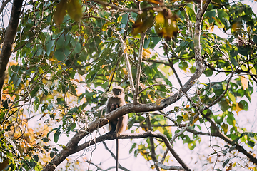 Image showing Goa, India. Funny Gray Langur Monkey With Newborn Sitting On Of Tree Branch. Monkey With Infant Baby