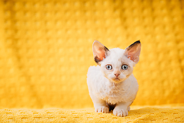 Image showing Happy Funny Small Little White Devon Rex Kitten Kitty Posing On Yellow Plaid Background. Short-haired Cat Of English Breed. Shorthair Pet Cat