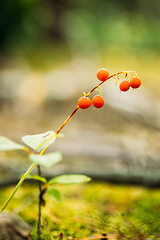 Image showing Red Berries Of Lily Of Valley Plant In Autumn Forest. Poisonous Berry