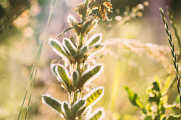 Image showing Lupine In Summer Meadow At Sunset Sunrise. Lupinus, Commonly Known As Lupin Or Lupine, Is A Genus Of Flowering Plants In Legume Family, Fabaceae