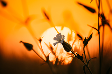 Image showing Summer Sun Shining Through Wild Flower. Sunset Sunrise Sun. Close up