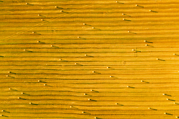 Image showing Aerial View Of Summer Hay Rolls Straw Field Landscape In Evening. Haystack, Hay Roll in Sunrise Time. Natural Agricultural Background Backdrop Harvest Season.