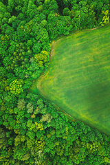 Image showing Aerial View Spring Green Field And Forest Landscape. Top View Of Field And Forest Belt. Bird\'s Eye View