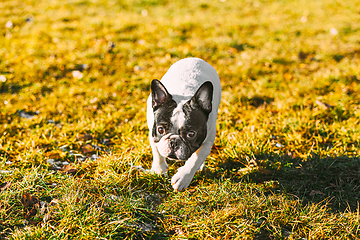 Image showing Beautiful French Bulldog Puppy Dog Outdoor In Spring Park