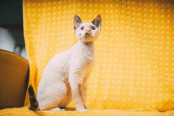 Image showing Curious Young White Devon Rex Kitten Kitty Sitting At Home Sofa Chair. Short-haired Cat Of English Breed On Yellow Plaid Background. Shorthair Pet Cat Copy Space.