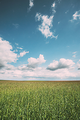 Image showing Countryside Rural Field Landscape With Young Wheat Sprouts In Spring Sunny Day. Agricultural Field. Young Wheat Shoots