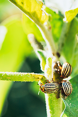 Image showing Colorado Striped Beetles - Leptinotarsa Decemlineata. This Beetle Is A Serious Pest Of Potatoes