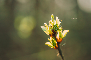 Image showing Young Spring Green Leaf Leaves Growing In Branch Of Forest Bush Plant Tree. Young Leaf On Boke Bokeh Natural Blur