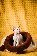 Image showing Funny Young Small Little White Devon Rex Kitten Kitty Resting posing In Warm Bag Bed. Short-haired Cat Of English Breed On Yellow Plaid Background. Shorthair Pet Cat