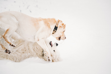 Image showing Funny Young White Samoyed Dog Or Bjelkier, Smiley, Sammy And Labrador Playing Together Outdoor In Snow Snowdrift, Winter Season. Playful Pet Outdoors