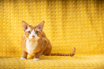 Image showing Funny Red Ginger Devon Rex Cat Resting On Plaid. Short-haired Cat Of English Breed On Yellow Plaid Background. Shorthair Pet