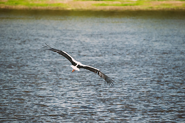 Image showing Adult European White Stork Flies Above Surface Of River With Its Wings Spread Out