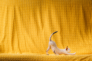 Image showing Happy Funny Small Little White Devon Rex Kitten Kitty Stretches On Yellow Plaid Background. Short-haired Cat Of English Breed. Shorthair Pet Cat