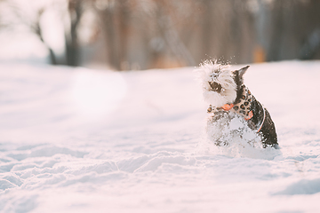 Image showing Funny Miniature Schnauzer Dog Or Zwergschnauzer In Outfit Playing Fast Running In Snow Snowdrift At Winter Day