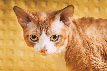 Image showing Red Ginger Devon Rex Cat. Short-haired Cat Of English Breed On Yellow Plaid Background. Shorthair Pet Looking At Camera. Close Up Portrait