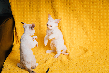 Image showing Two Funny Small Little White Devon Rex Kittens Kitty Cats Play Together On Yellow Plaid Background. Short-haired Cat Of English Breed. Shorthair Pet Cat