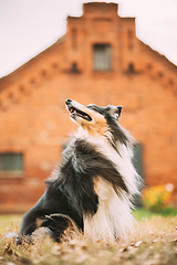 Image showing Tricolor Rough Collie, Funny Scottish Collie, Long-haired Collie, English Collie, Lassie Dog Posing Outdoors Near Old House