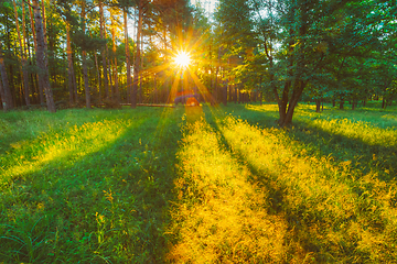 Image showing Sunlight In Forest, Summer Nature. Sunny Trees And Green Grass. Woods