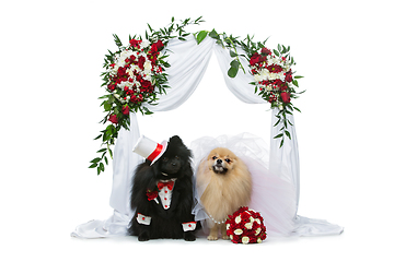 Image showing dog wedding couple under flower arch