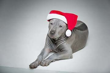 Image showing thai ridgeback puppy in xmas hat