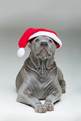 Image showing thai ridgeback puppy in xmas hat