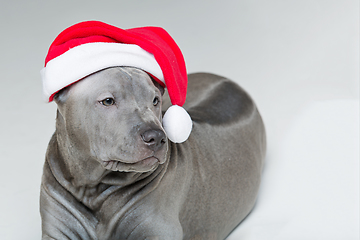 Image showing thai ridgeback puppy in xmas hat