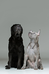 Image showing thai ridgeback puppy and shar pei dog