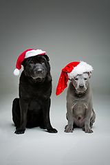 Image showing thai ridgeback puppy and shar pei dog