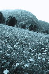 Image showing Flowers landscape