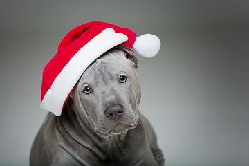 Image showing thai ridgeback puppy in xmas hat