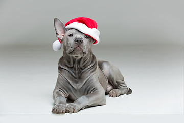 Image showing thai ridgeback puppy in xmas hat