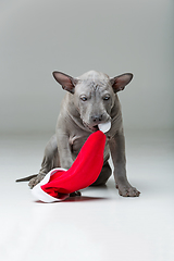 Image showing thai ridgeback puppy biting xmas hat