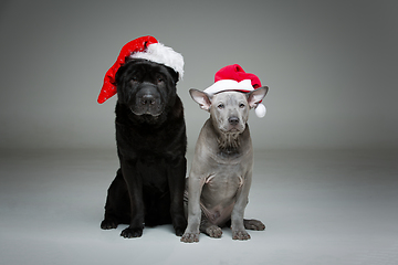 Image showing thai ridgeback puppy and shar pei dog