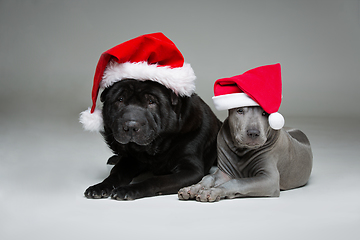 Image showing thai ridgeback puppy and shar pei dog