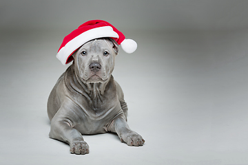 Image showing thai ridgeback puppy in xmas hat