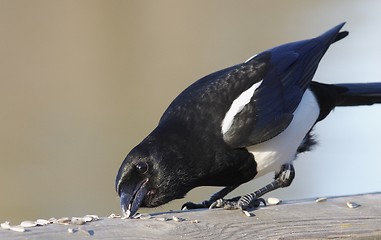 Image showing Magpie. 