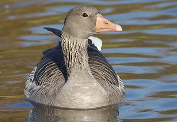 Image showing Greylag Goose. 