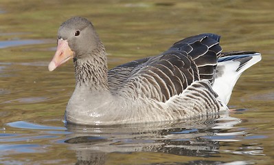Image showing Greylag Goose. 