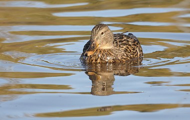 Image showing Mallard in the water. 