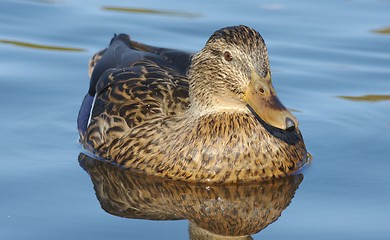 Image showing Mallard in the water.