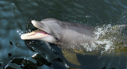Image showing Dophin