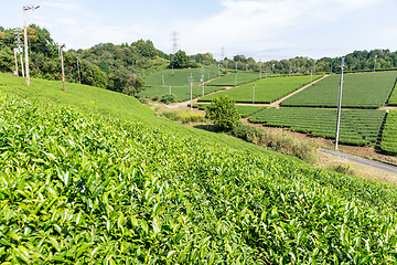 Image showing Beautiful fresh green tea plantation