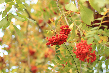 Image showing Ripe berries