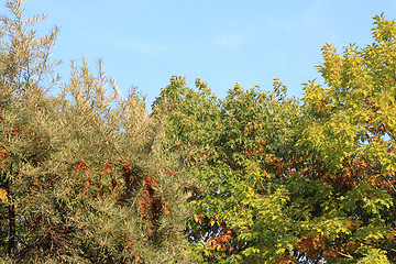 Image showing Sea bucktorn and oaks